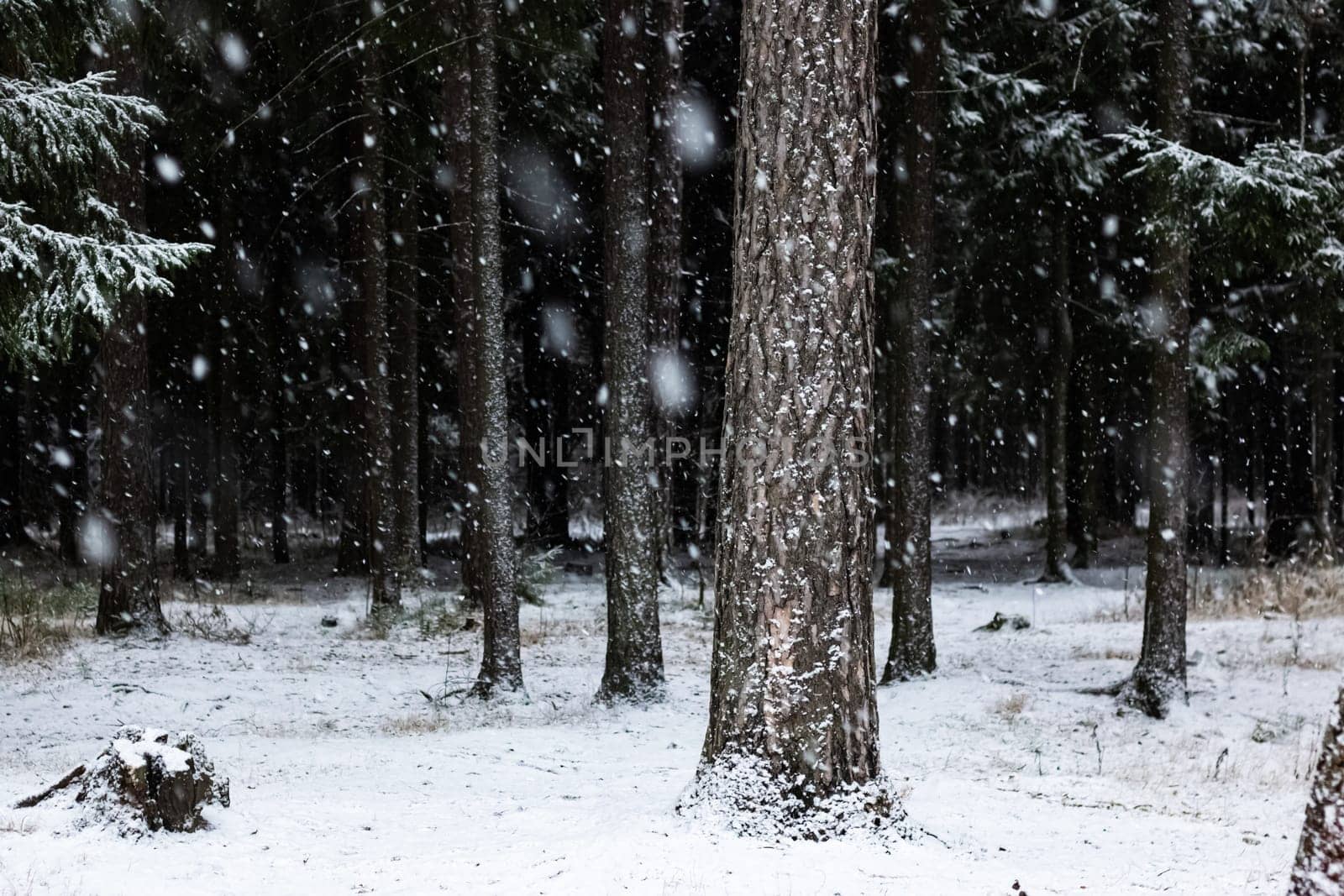 Snowy trees in a winter forest close up