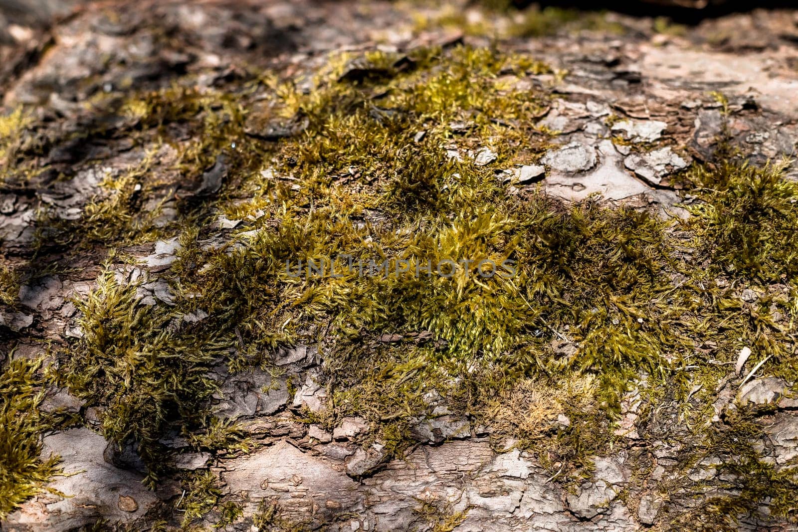 old wood tree bark texture with green moss