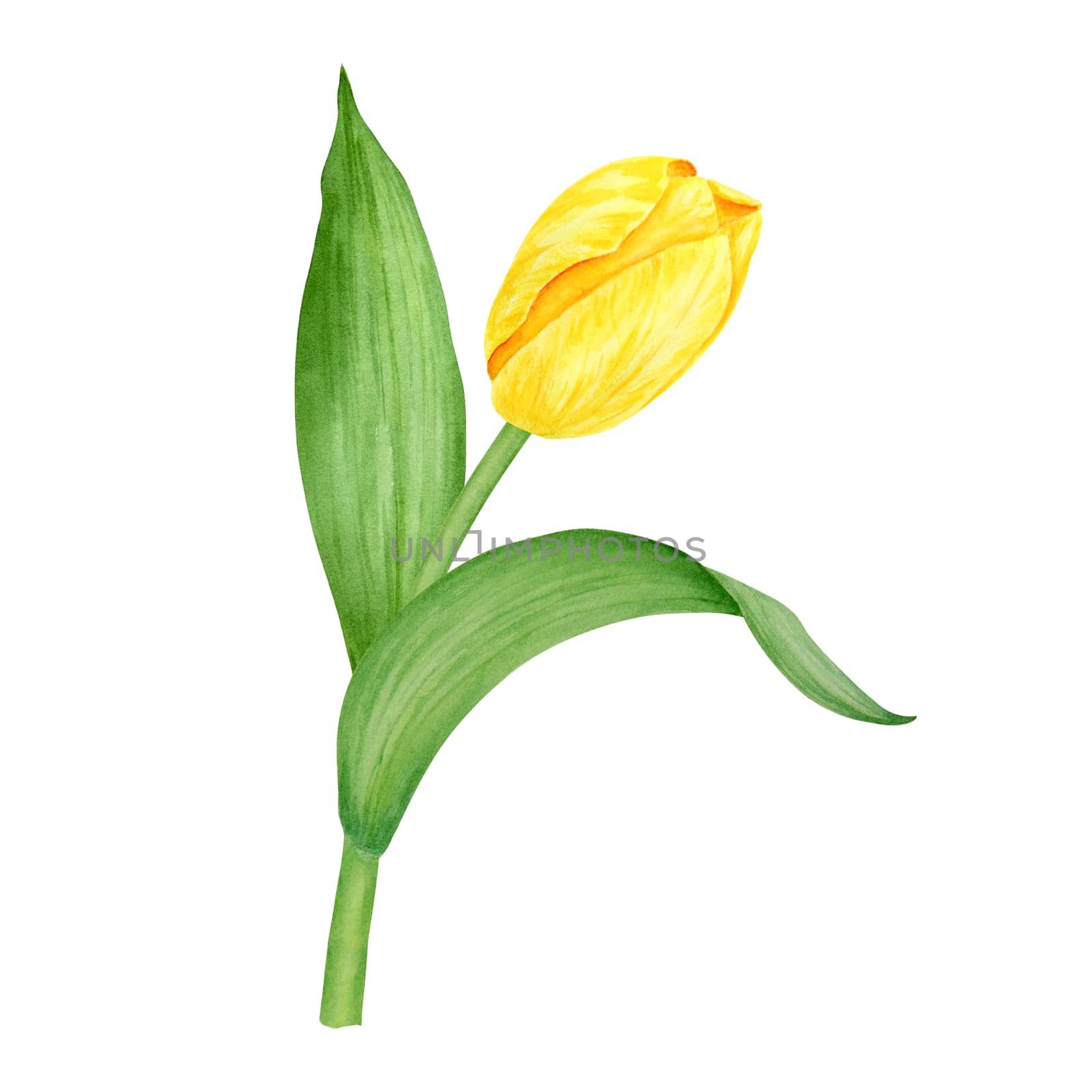 Yellow tulip. Watercolor hand drawn illustration of spring symbol, golden flower. Clip art for Easter, Mothers Day, Womens Day, March 8 cards, wedding, farmer and floristic prints, travelbooks, packing