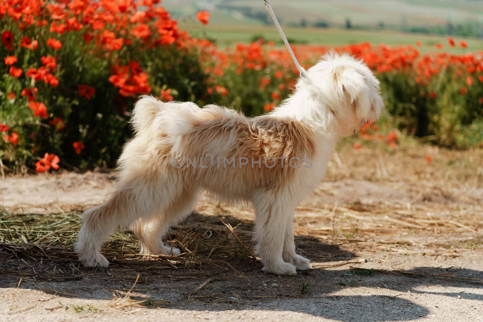 White dog puppy walks in a poppy field. Natural background with dog puppy sitting on a summer Sunny meadow surrounded by flowers