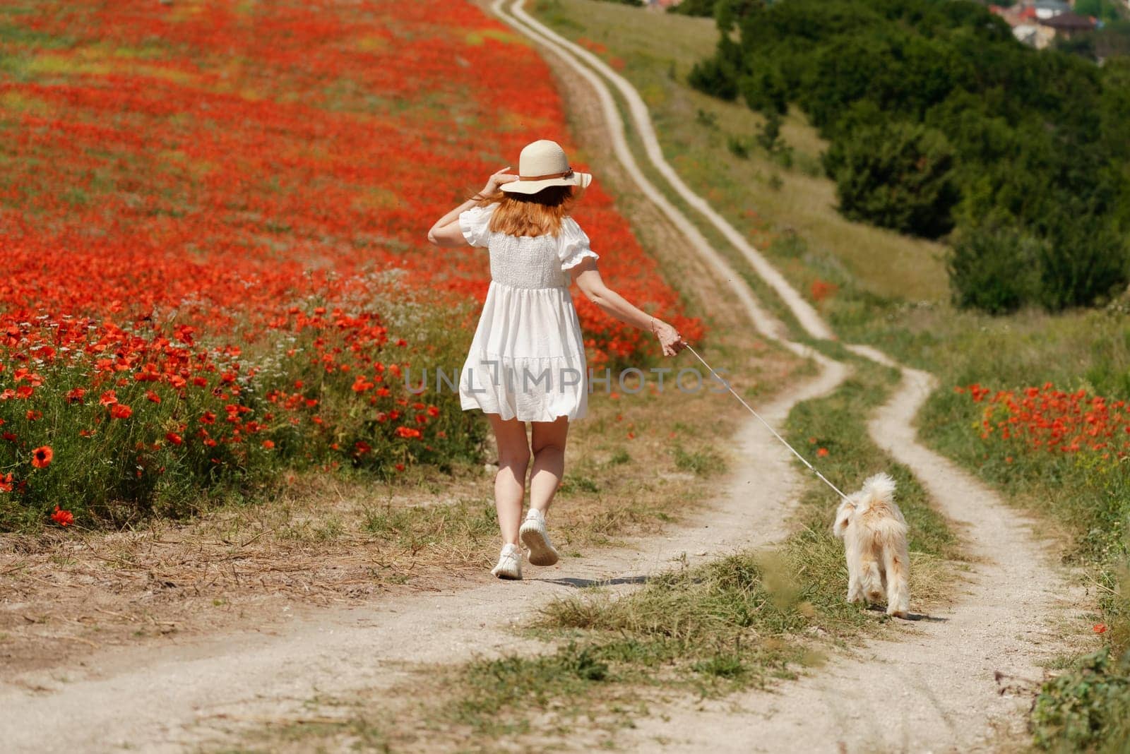 woman with dog. Happy woman walking with white dog the road along a blooming poppy field on a sunny day, She is wearing a white dress and a hat. On a walk with dog by Matiunina