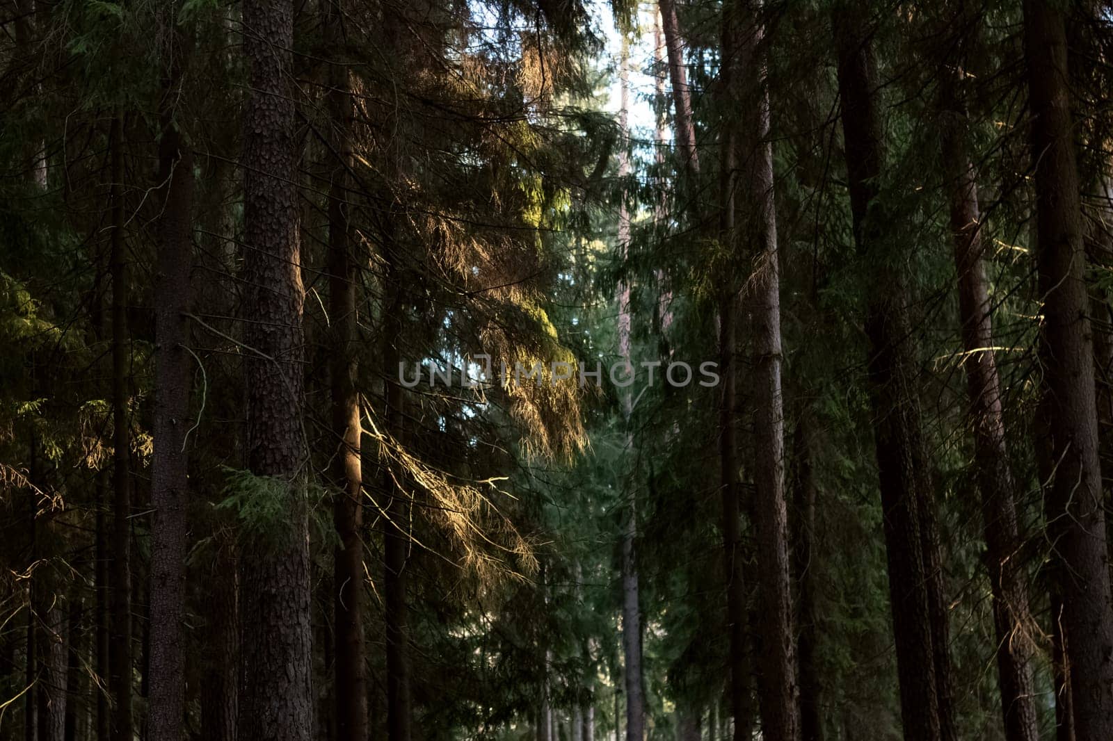 Green trees in the autumn forest closeup by Vera1703