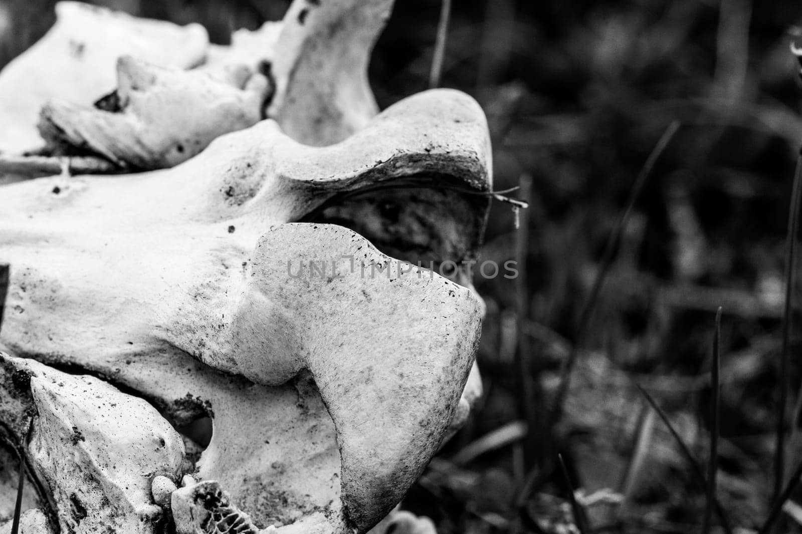 Black and white photo of an old caribou shoulder or hip bone found on the arctic tundra, near Arviat, Nunavut, Canada