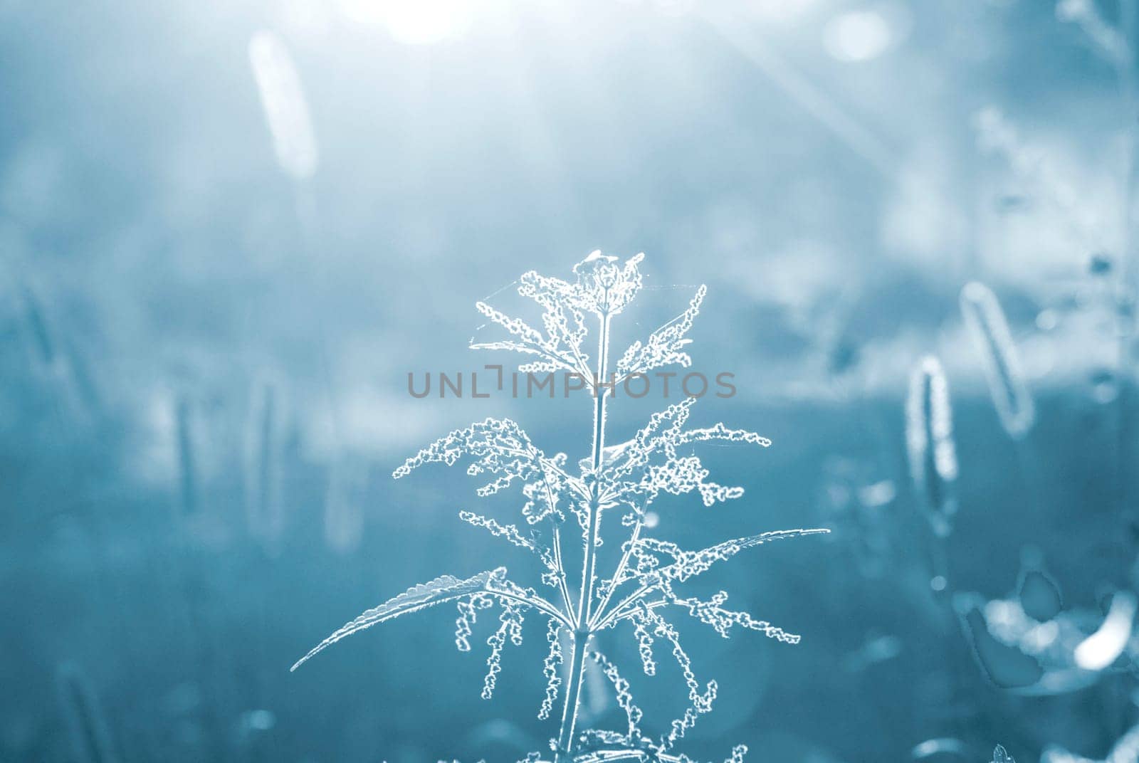 Nettle stem with flowers, seeds and bee on a blue leaf brightly lit by the sun on a sunny summer day. Blue field grass. Brightly shining sun. Natural background Nature backdrop