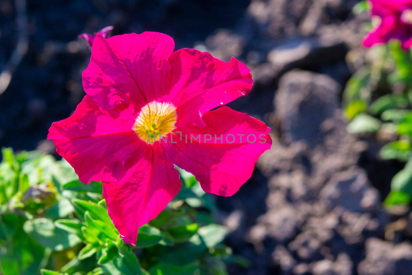 Beautiful blooming flower with bright red pink petals and yellow center on blurred background on sunny summer spring day close up.