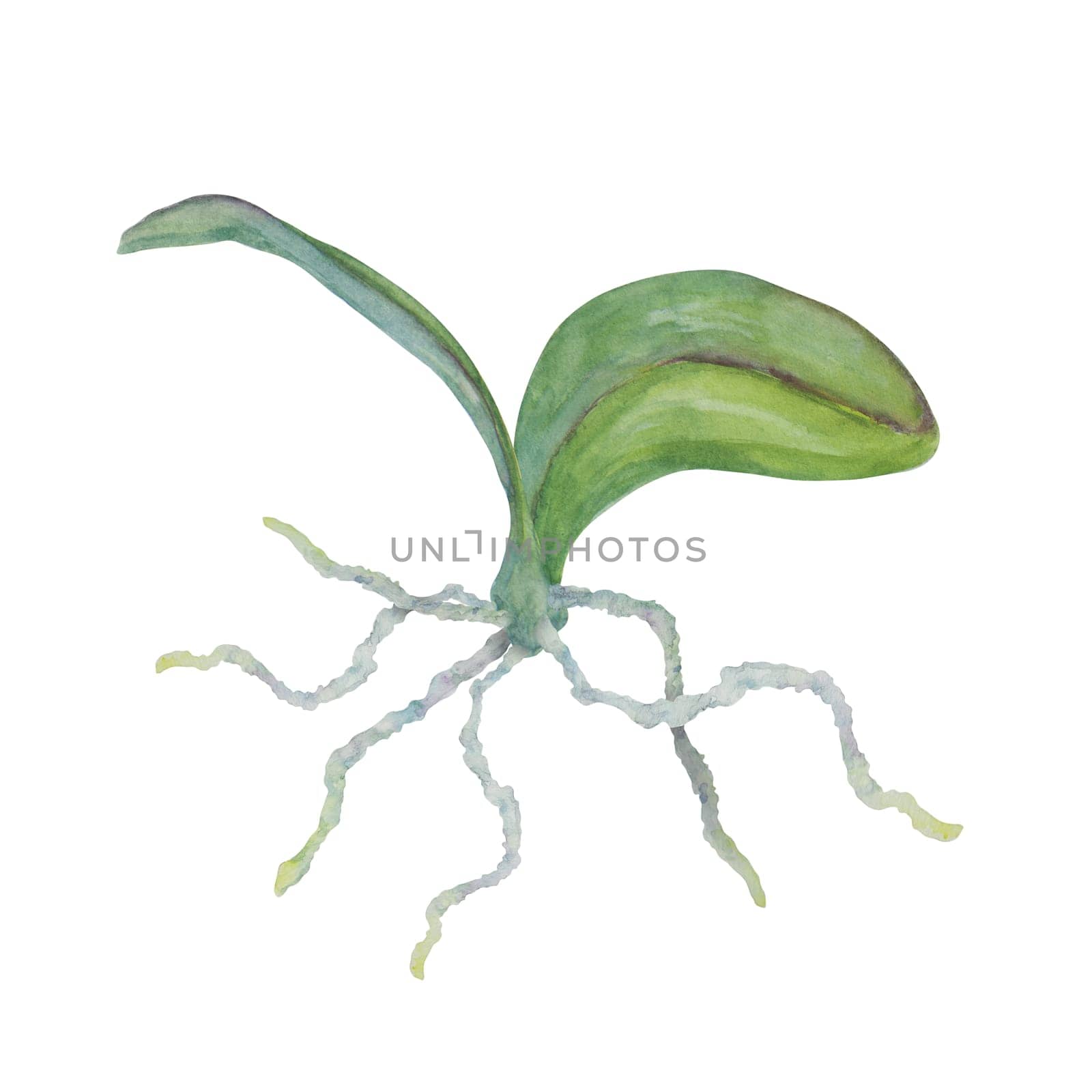 Green orchid leave in coconut. Delicate realistic botanical watercolor hand drawn illustration. Clipart for wedding invitations, decor, textiles, gifts, packaging and floristry.