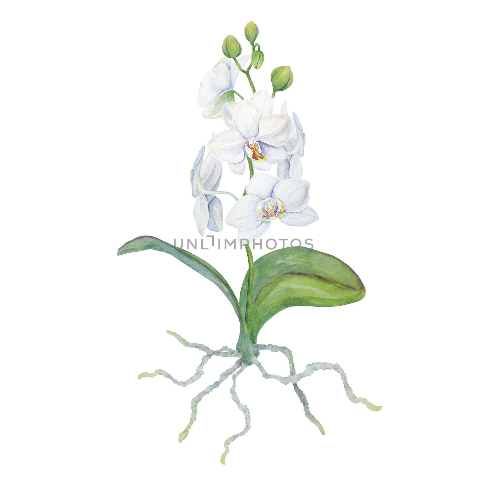 White orchid with roots. Delicate botanical watercolor hand drawn illustration. Clipart for invitations, textiles, gifts, packaging, floristry