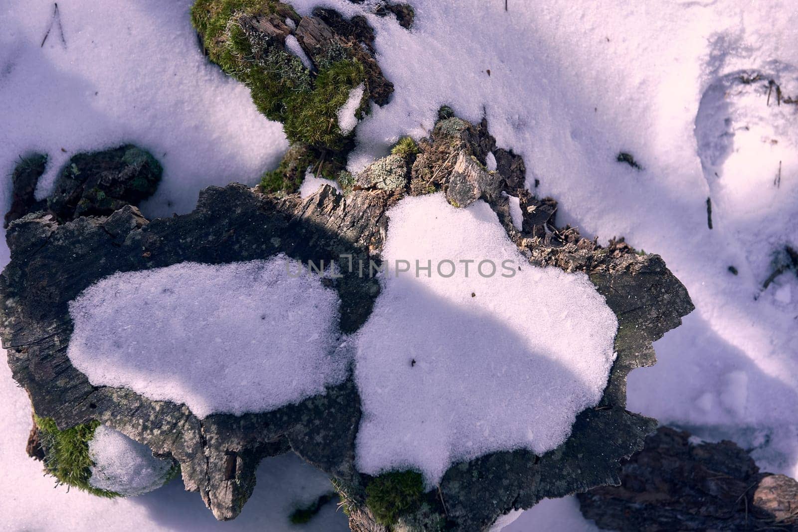A cut piece of wood surrounded by snow. Void, front view, cold, winter, white, , sun and shadows