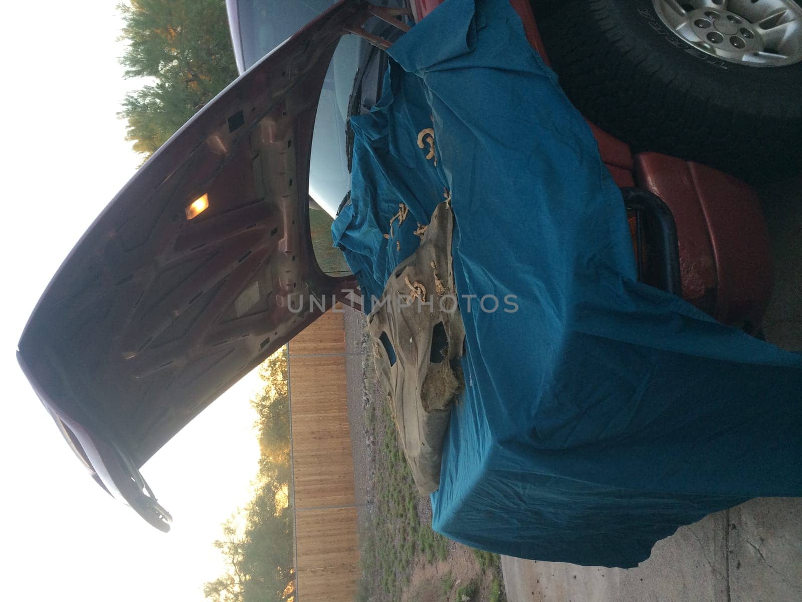 Pack rat was Living in my Vehicle, Making a Mess. Look at all these mesquite beans. High quality photo