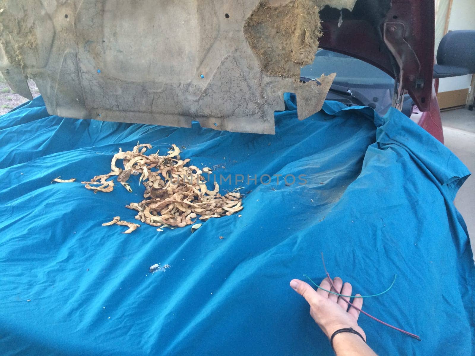 Pack rat was Living in my Vehicle, Making a Mess. Look at all these chewed wires and piles of mesquite beans. High quality photo