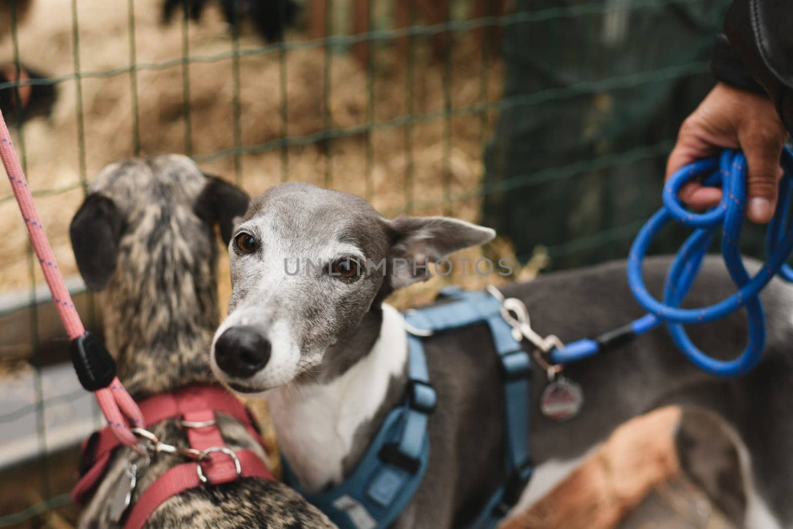 Italian Greyhounds dogs on a leash on walk