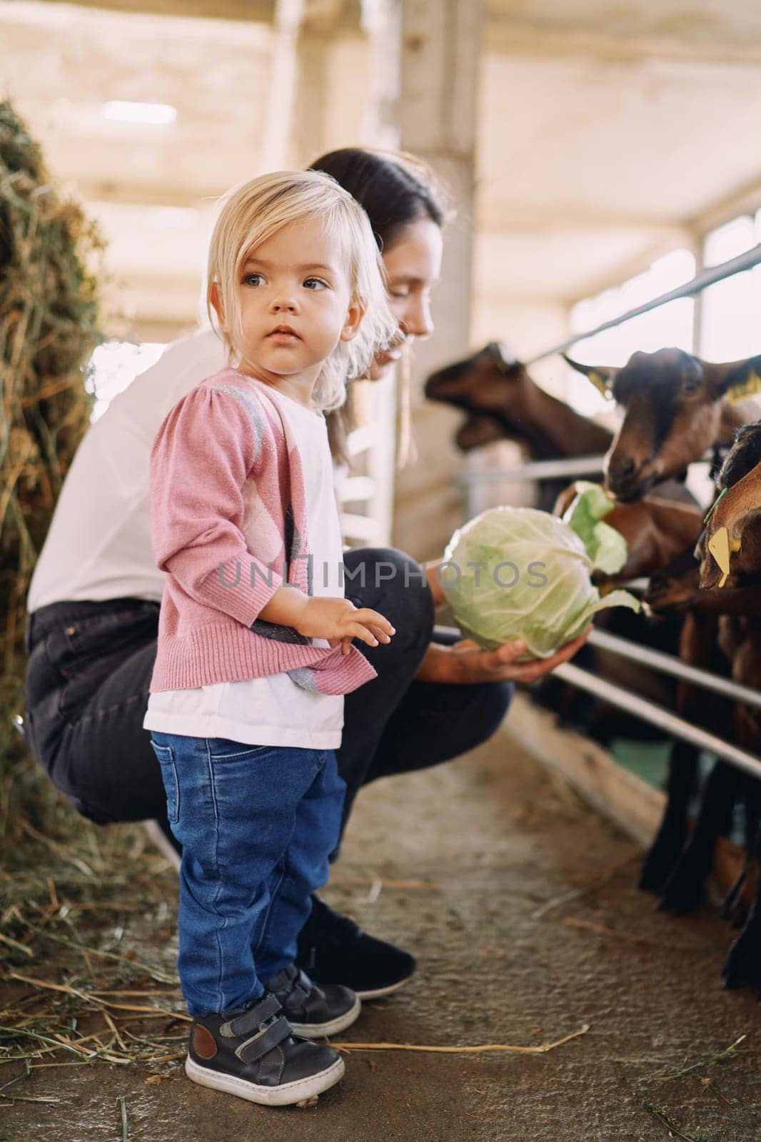 Little girl stands with her head turned near her mother feeding cabbage leaves to goats on a farm by Nadtochiy