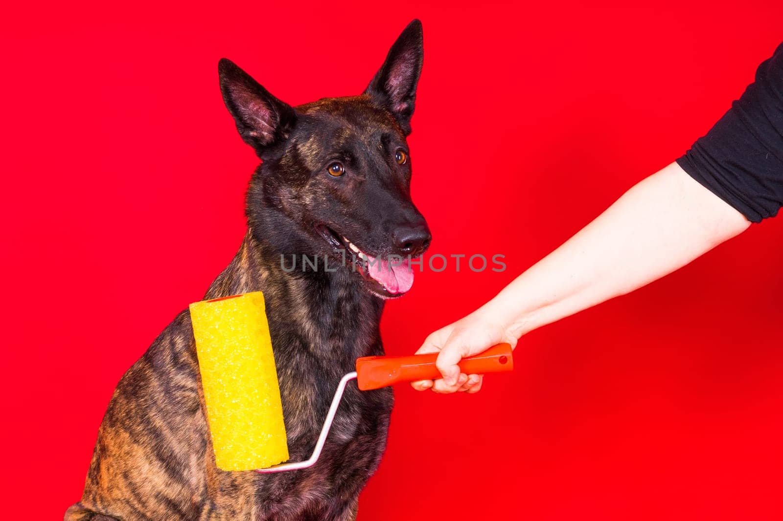 A dog builder is holding a roller brush. Red yellow background. Isolated. Dutch shepherd by Zelenin