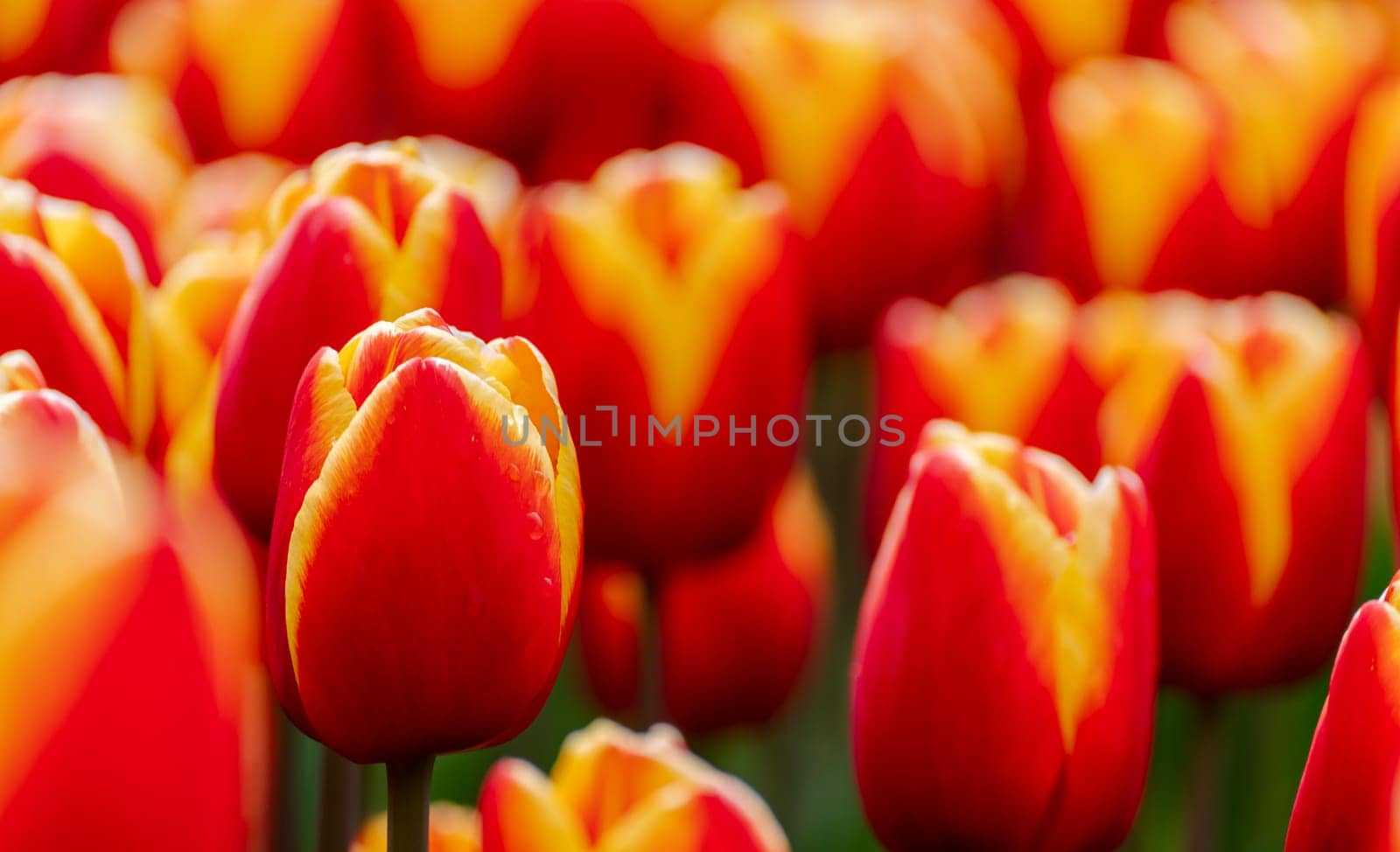 Orange tulips spring blossoming, bokeh flower background, pastel and soft floral card, selective focus.