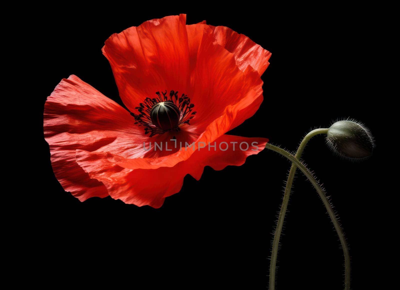 Blooming Beauty: A Vibrant Red Poppy Flower, Symbol of Nature's Splendor, in a Colorful Summer Garden by Vichizh