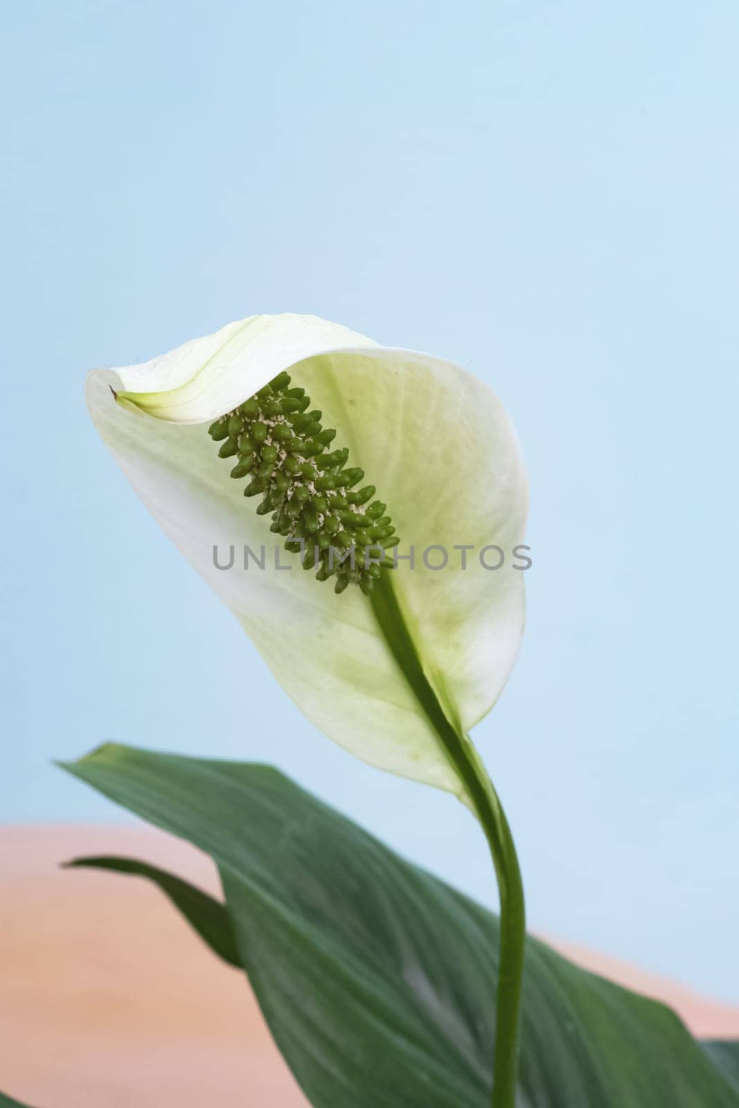 White spathiphyllum flower on a blue background close up