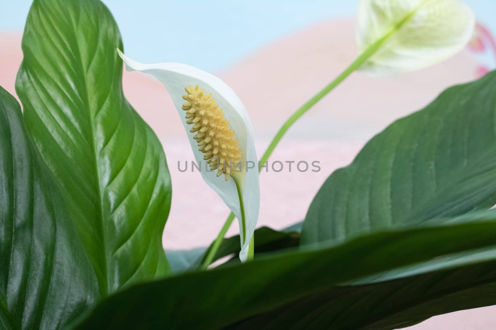 White spathiphyllum flower among green leaves closeup by Vera1703
