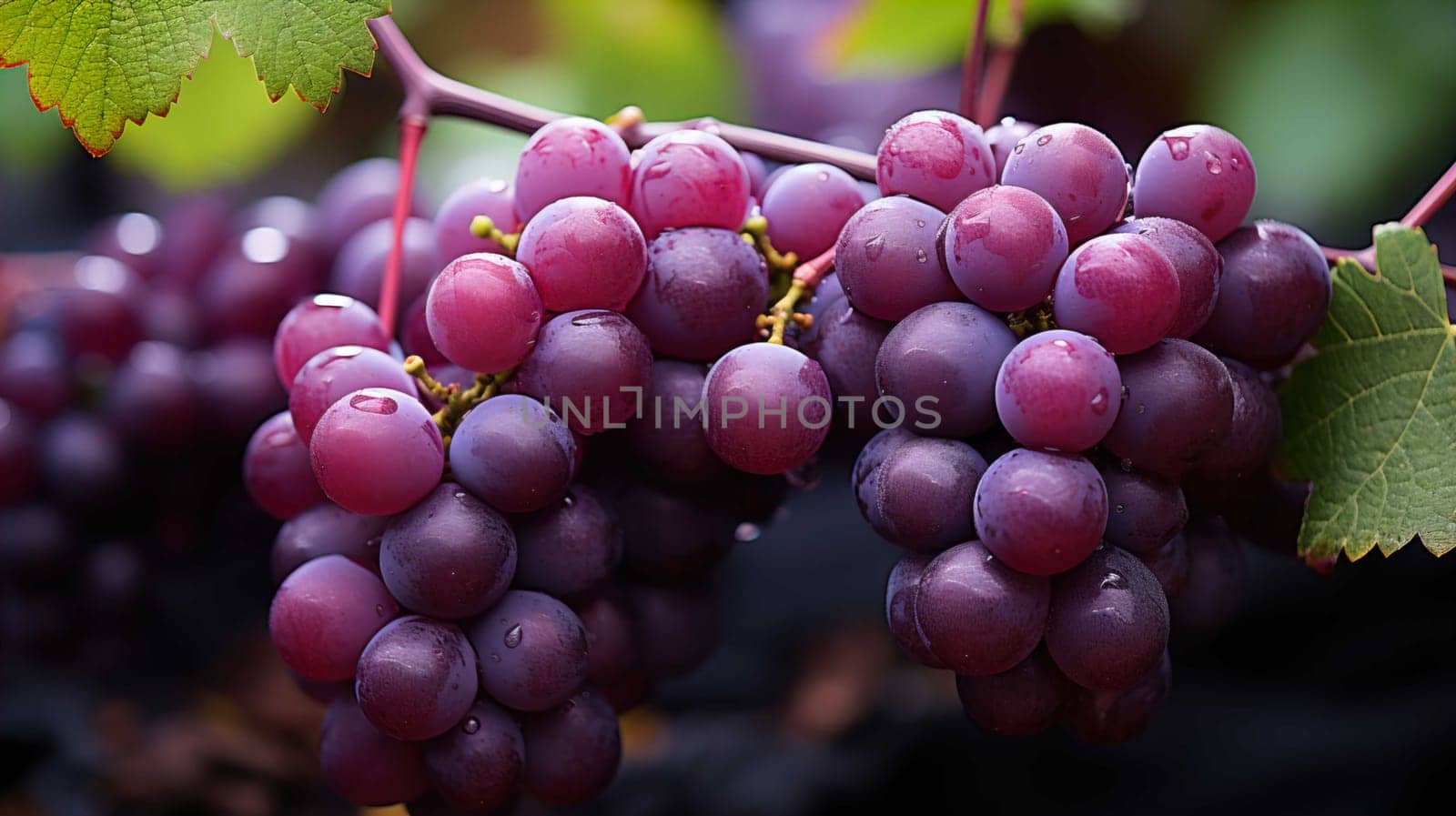   purple grapes, close up, clear, white background , Generate AI by Mrsongrphc