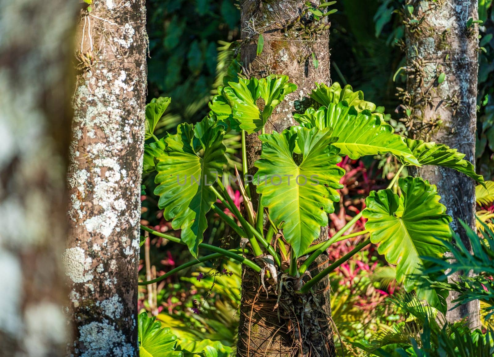 Vibrant tropical plants in a lush green rainforest setting by FerradalFCG
