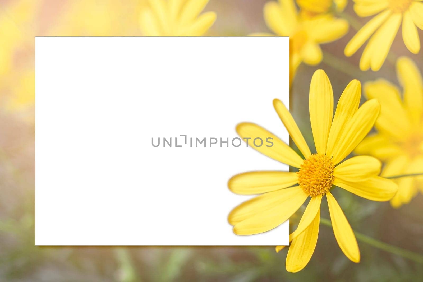 White mock up on spring background with beautiful yellow big flowers. Copy space