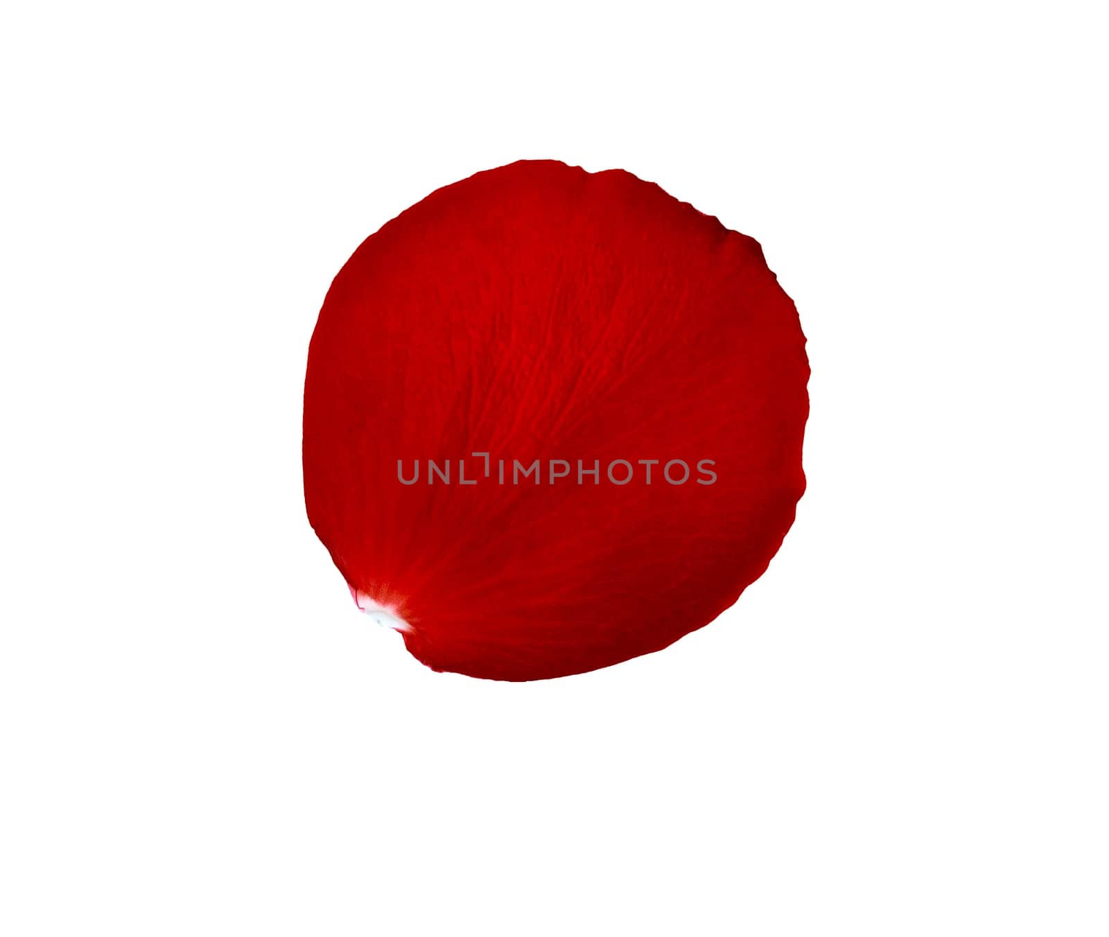 Red rose petal isolated on a white background.