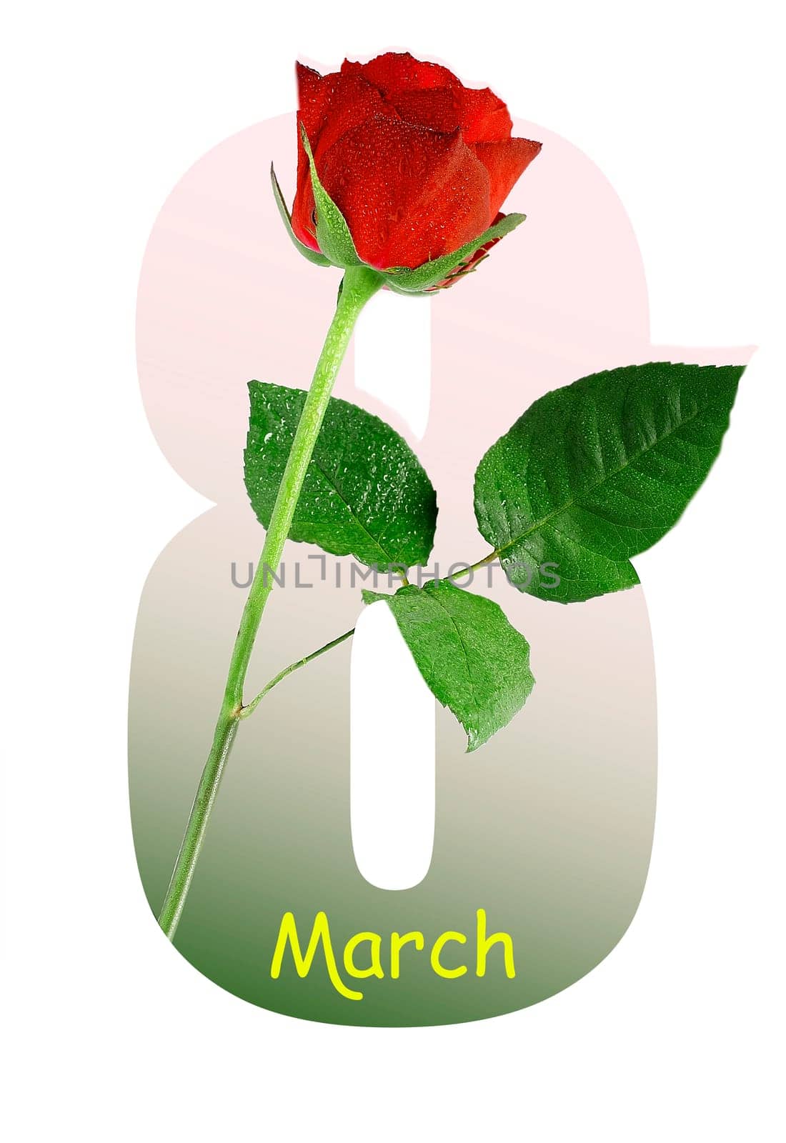 Number 8 greeting card design with beautiful red rose on white background. International Women's day.