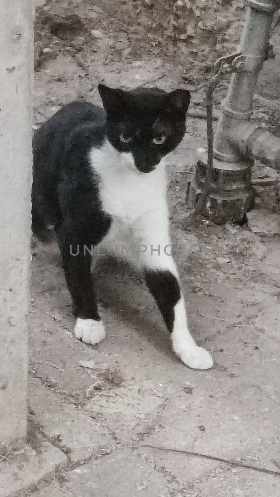 gray white cat, pets walking on the street, animals. High quality photo