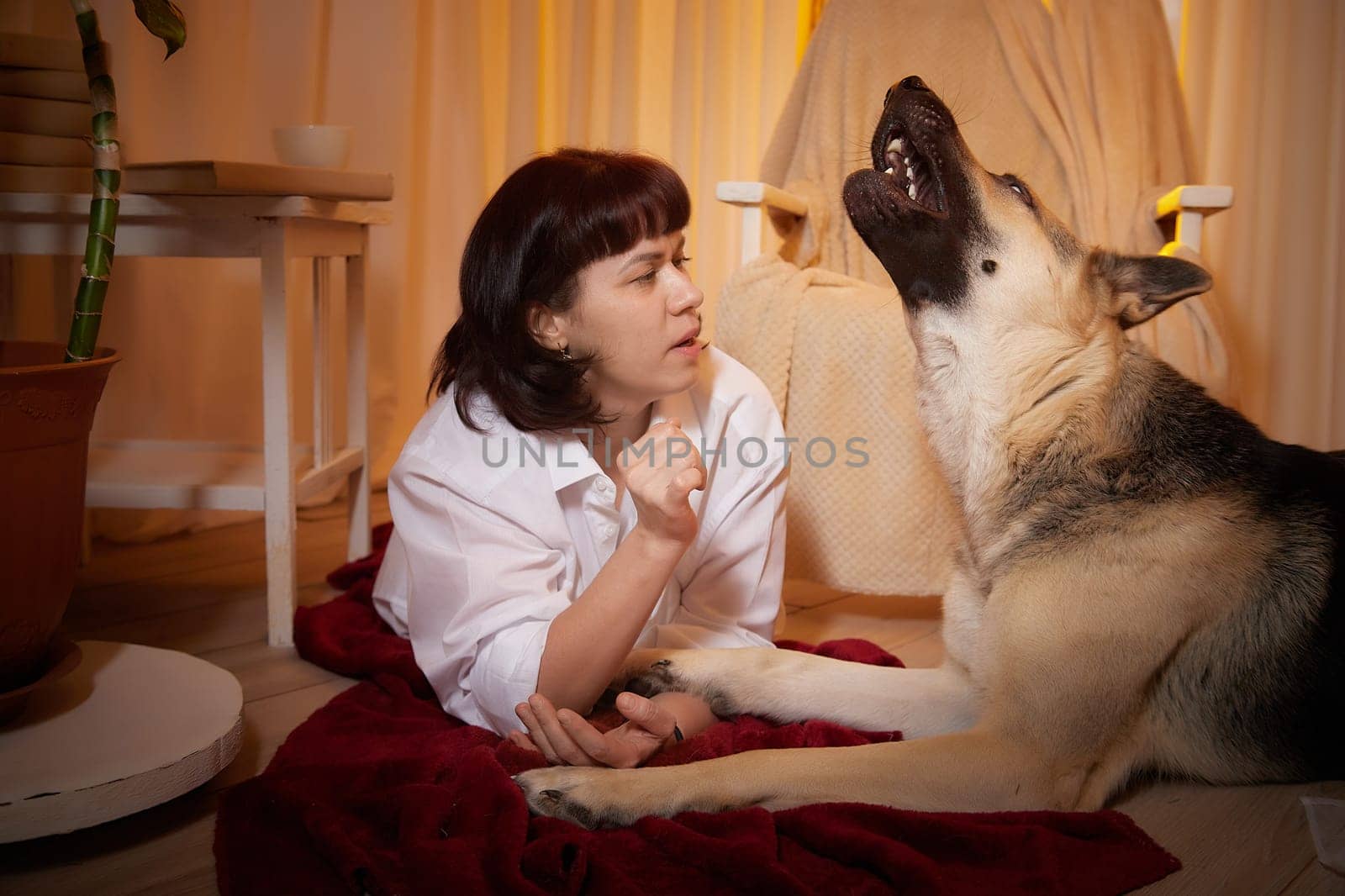 Adult mature woman with big shepherd dog in white shirt. Room with girl and calm cozy evening atmosphere with transparent curtains and soft warm light of lamps. Concept of love for animals, pets