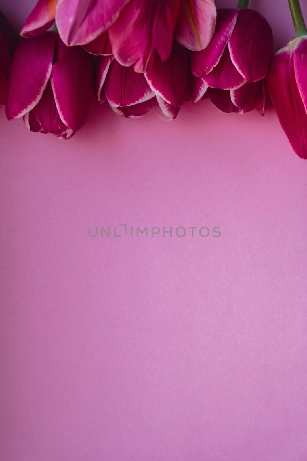 Empty frame copy space for your text or design with beautiful pink tulip bouquet on pink background. Template mock up for holiday greeting card. Love romance Valentines day. Top view Flat lay blank Feminine concept postcard. Creative minimalistic