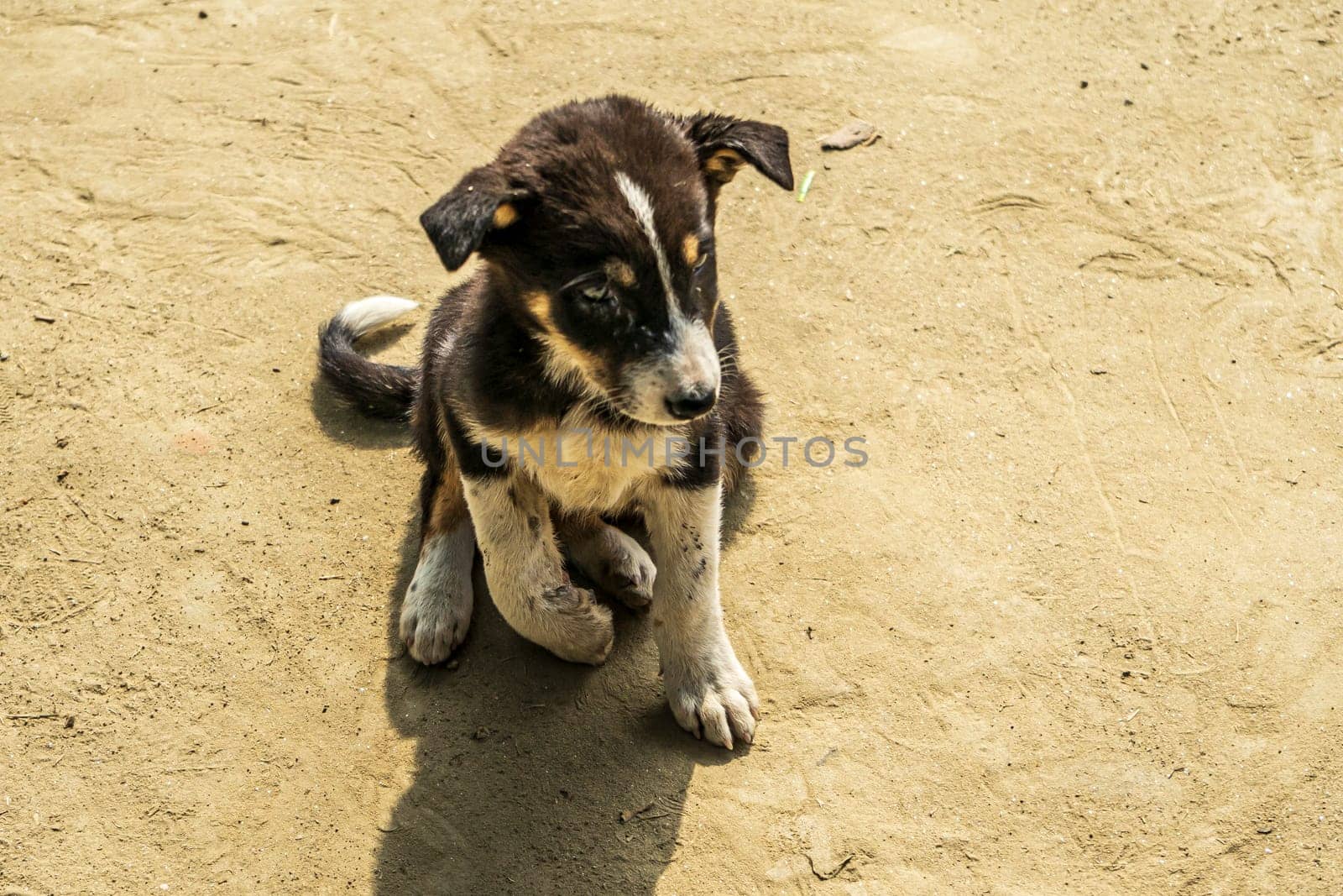 black and white puppy is sitting on the sand by paca-waca