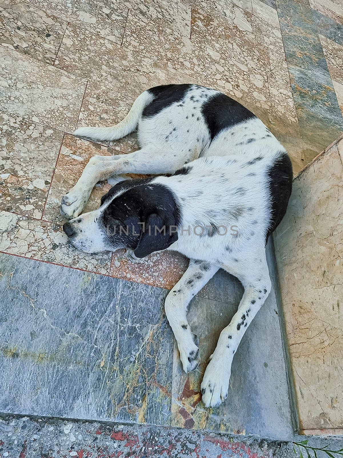 vertical photo of a homeless dog lying on the ground in the shade of a tree. Young lonely cute white brown stray dog. soft focus.