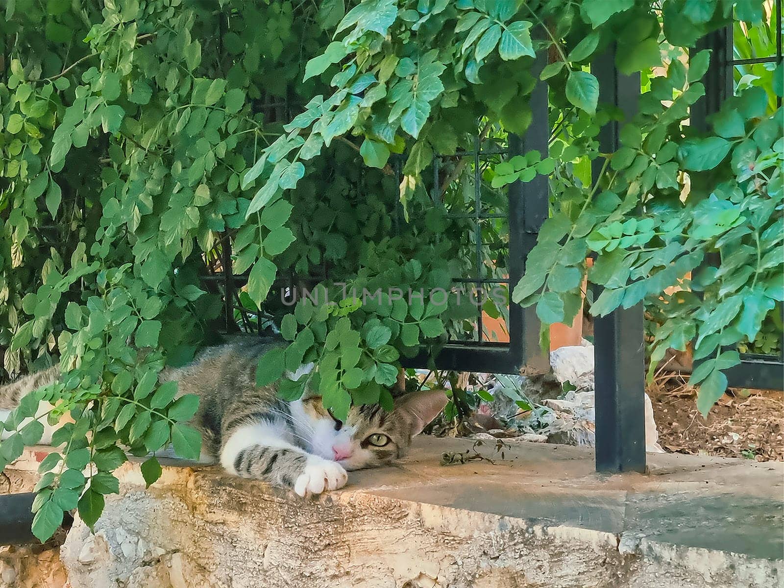 a beautiful homeless cat with white paws lies on a stone fence in the shade of a green bush. soft focus