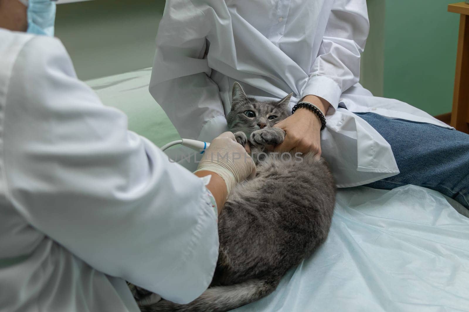 veterinarian wearing white medical gloves performs ultrasound on cat. gray cat at the veterinarian's appointment. soft focus by Leoschka