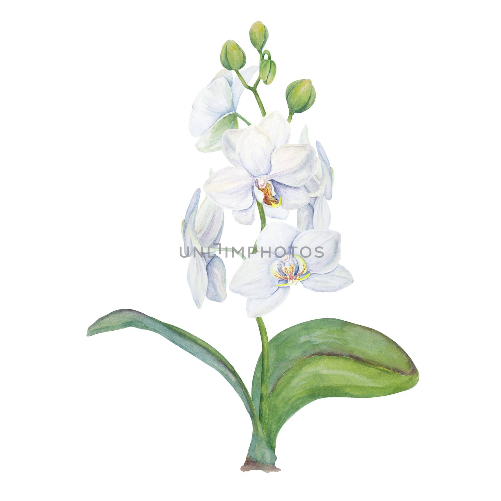 White orchid flower with leaves. Delicate realistic botanical watercolor hand drawn illustration. Clip art for wedding invitations, decor, textiles, gifts, packaging, floristry, flower farming, shops by florainlove_art