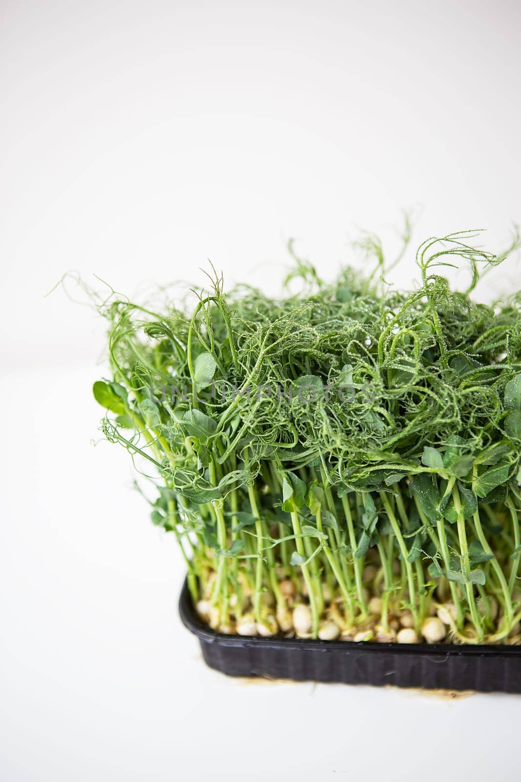 Pea microgreen sprouts. Raw sprouts, microgreens, healthy food concept. Supports the body with vitamins at any time of the year