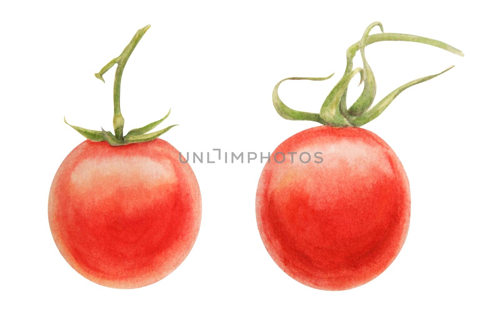 Fresh ripe cherry tomatoes on the branch. Hand drawn watercolor illustration of red organic vegetable, close-up, vegetarian food, natural ingredient, package design element. Realistic botanical painting