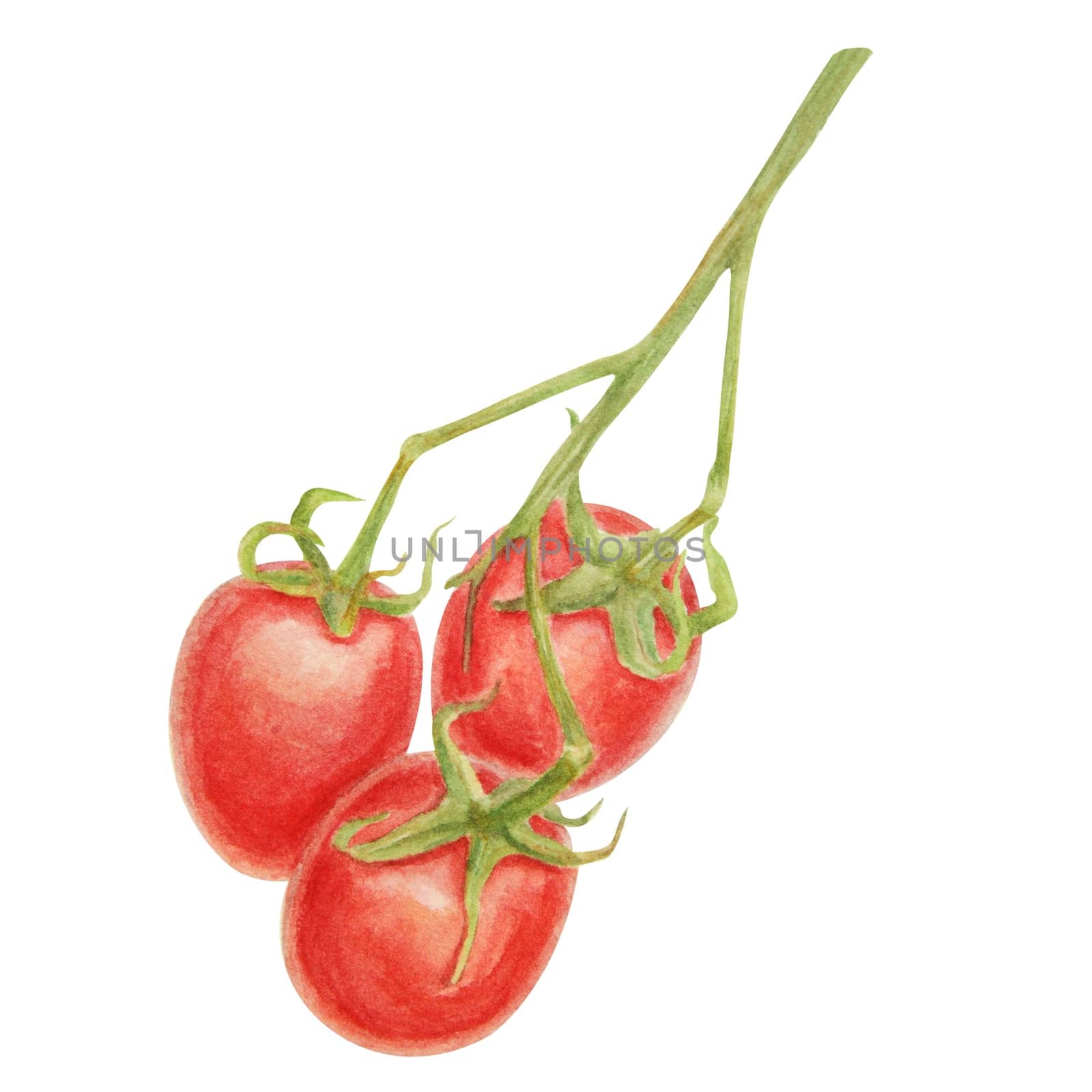 Fresh ripe cherry tomatoes on the branch. Hand drawn watercolor illustration of red organic vegetable, close-up, vegetarian food, natural ingredient, package design element. Realistic botanical painting