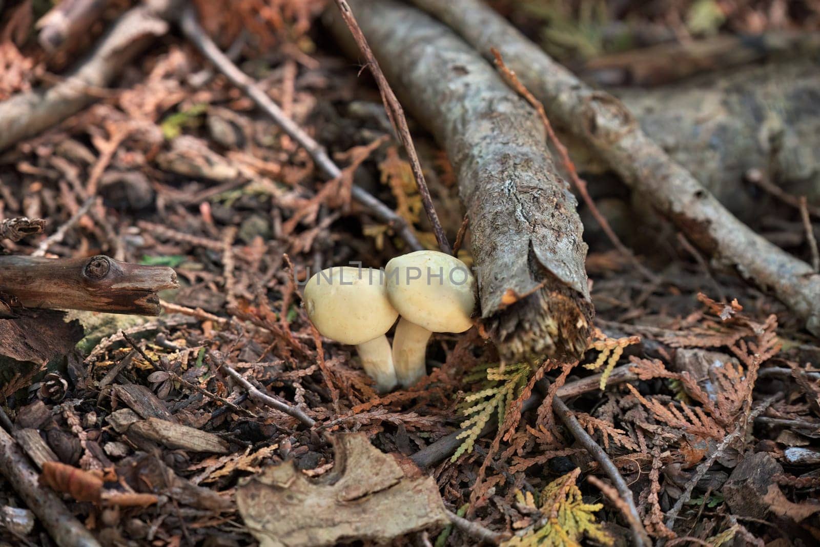 White Mushrooms Growing on Forest Floor Among Cedar Needles by markvandam