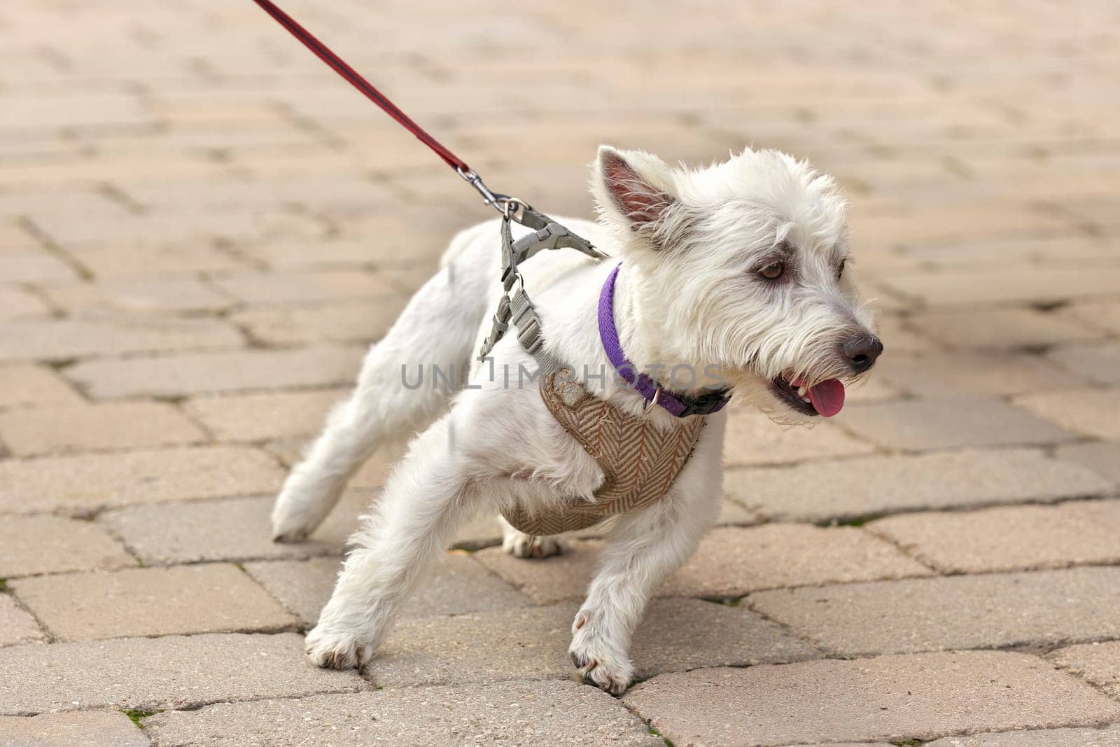 West highland white terrier Tugging Excitedly on a leash trying to Go Sideways by markvandam