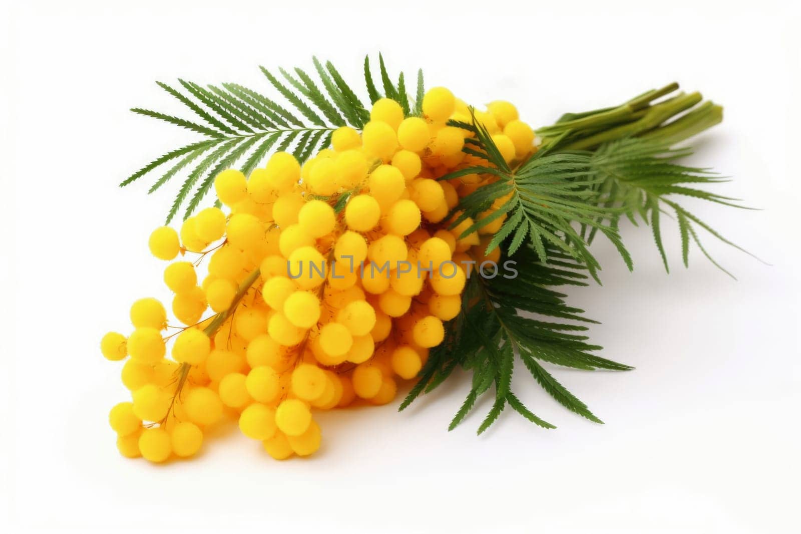 Bouquet of mimosa on a white background