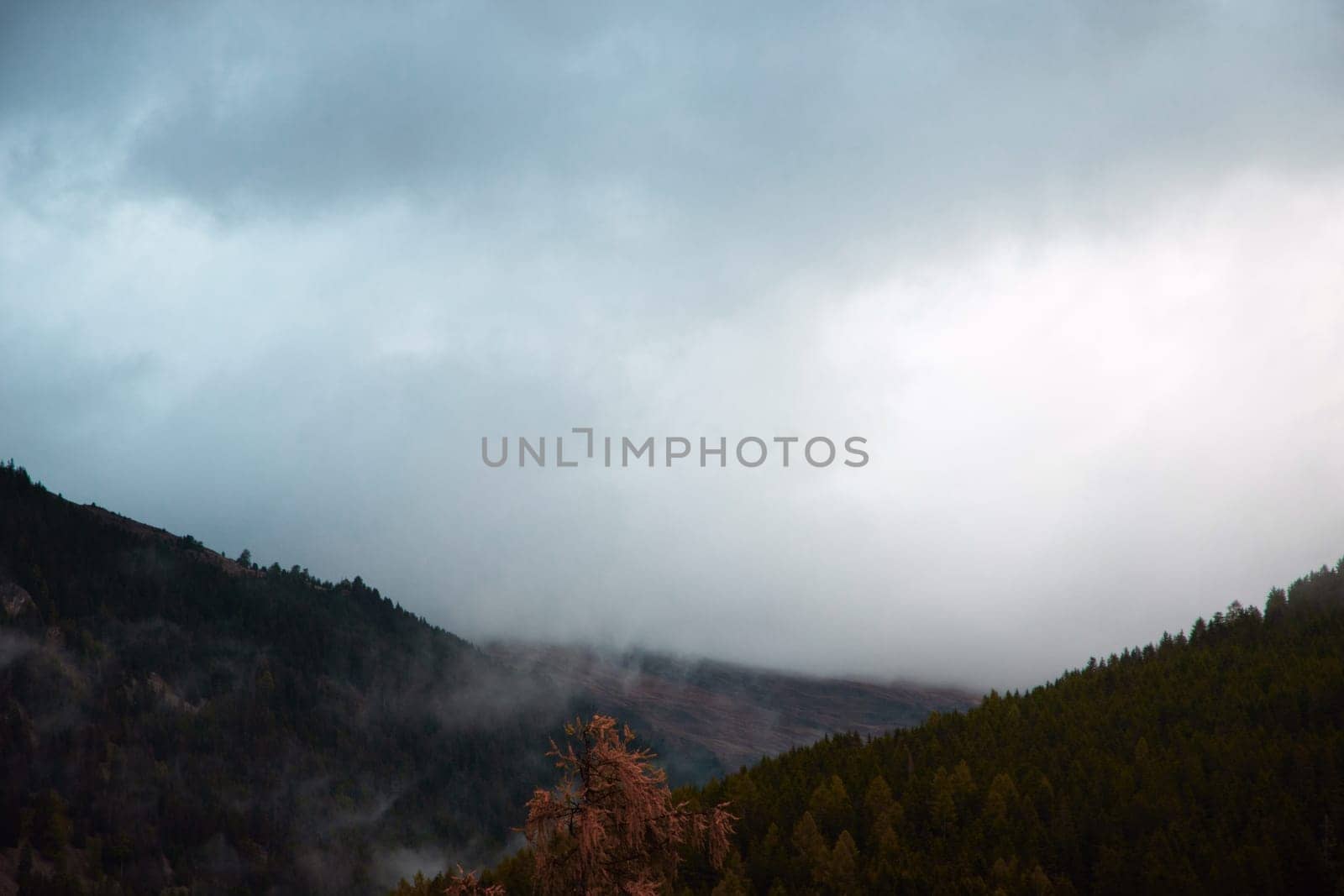 Enigmatic Twilight: Mist-Enshrouded Pines on Mountain Slopes Under a Moody Sky. High quality photo