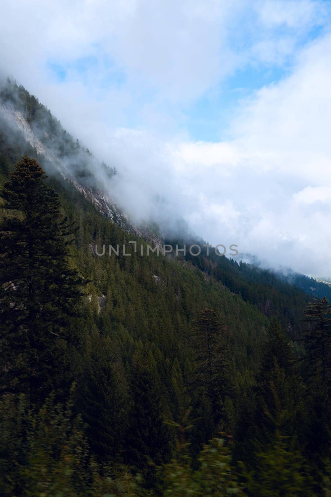 Ascending Tranquility: Pine Trees and Mountain Mist Paint a Serene Alpine Landscape. High quality photo