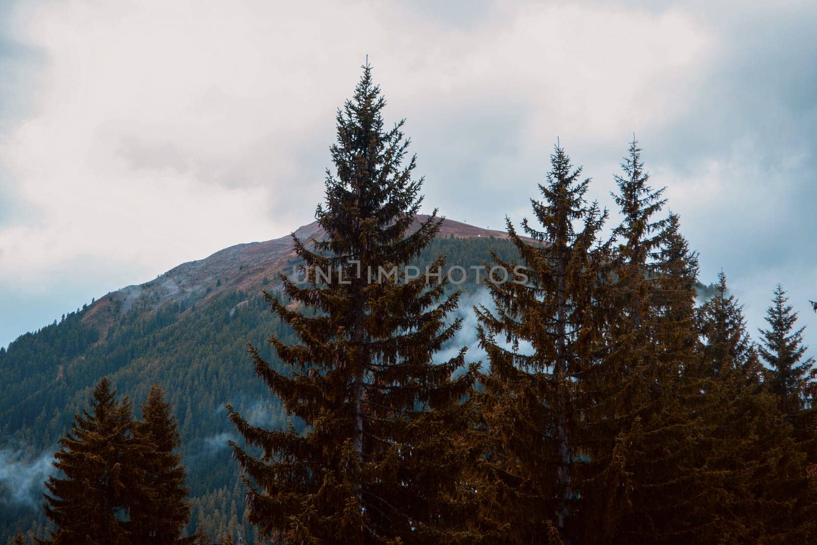 Whispers of the Wild: Alpine Majesty Amidst the Evergreens by NadyaBeson