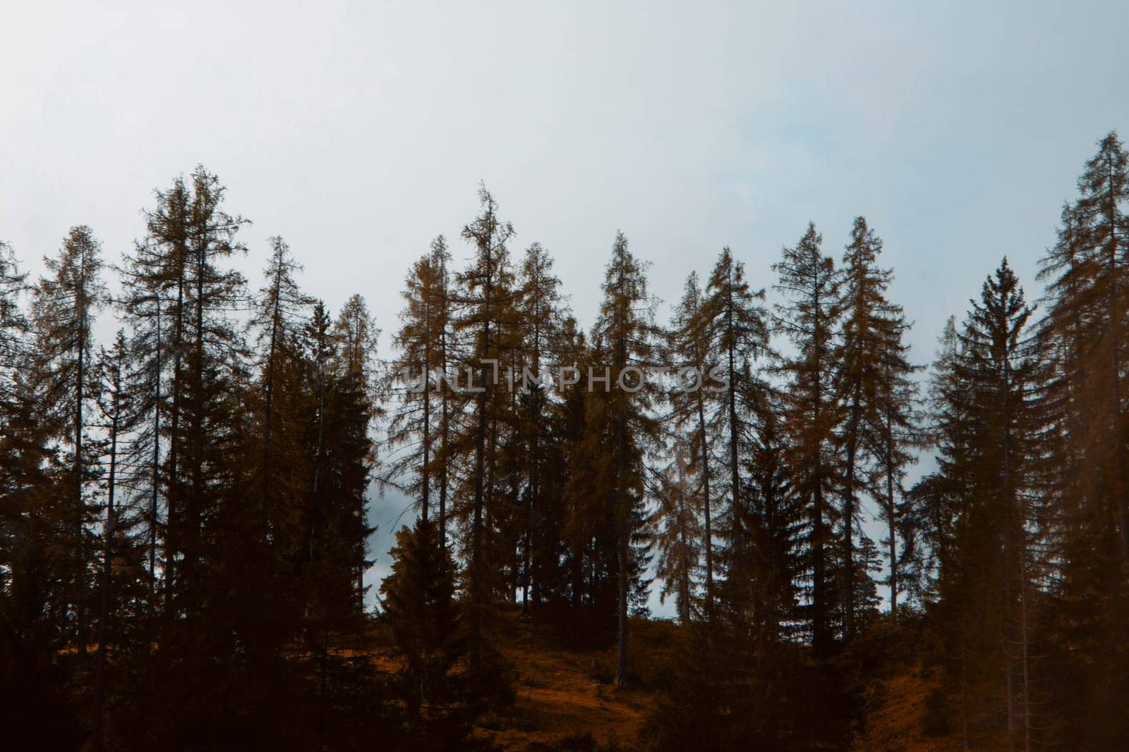 Autumn's Whisper: A Serene Alpine Forest Edging into the Mountain Mist. High quality photo