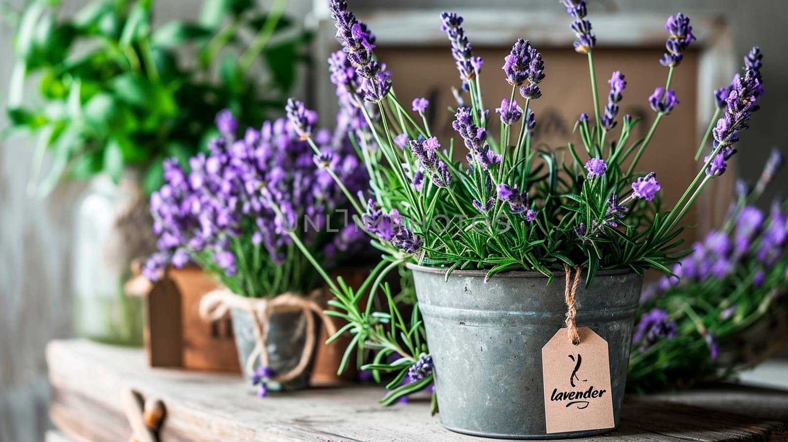 Lavender blooms in a flowerpot. Selective focus. by yanadjana