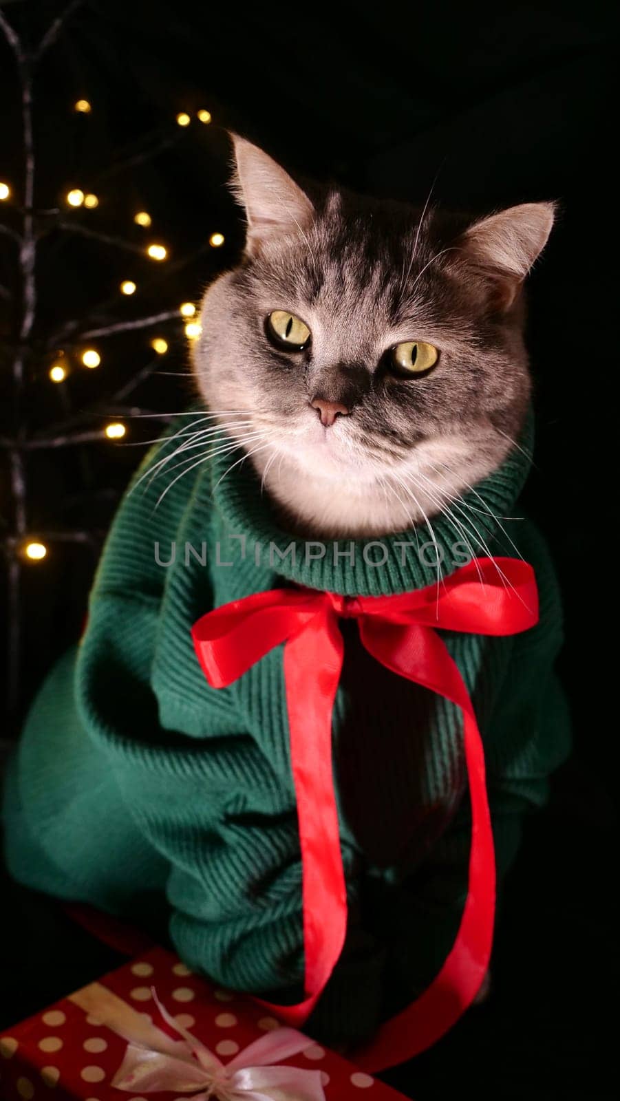 Scottish straight eared cat in green sweater and red tie bow on Happy New Year's holiday, celebrating Merry Christmas. Pet sitting on the black background