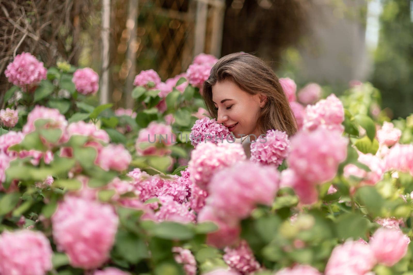 Hydrangeas Happy woman in pink dress amid hydrangeas. Large pink hydrangea caps surround woman. Sunny outdoor setting. Showcasing happy woman amid hydrangea bloom