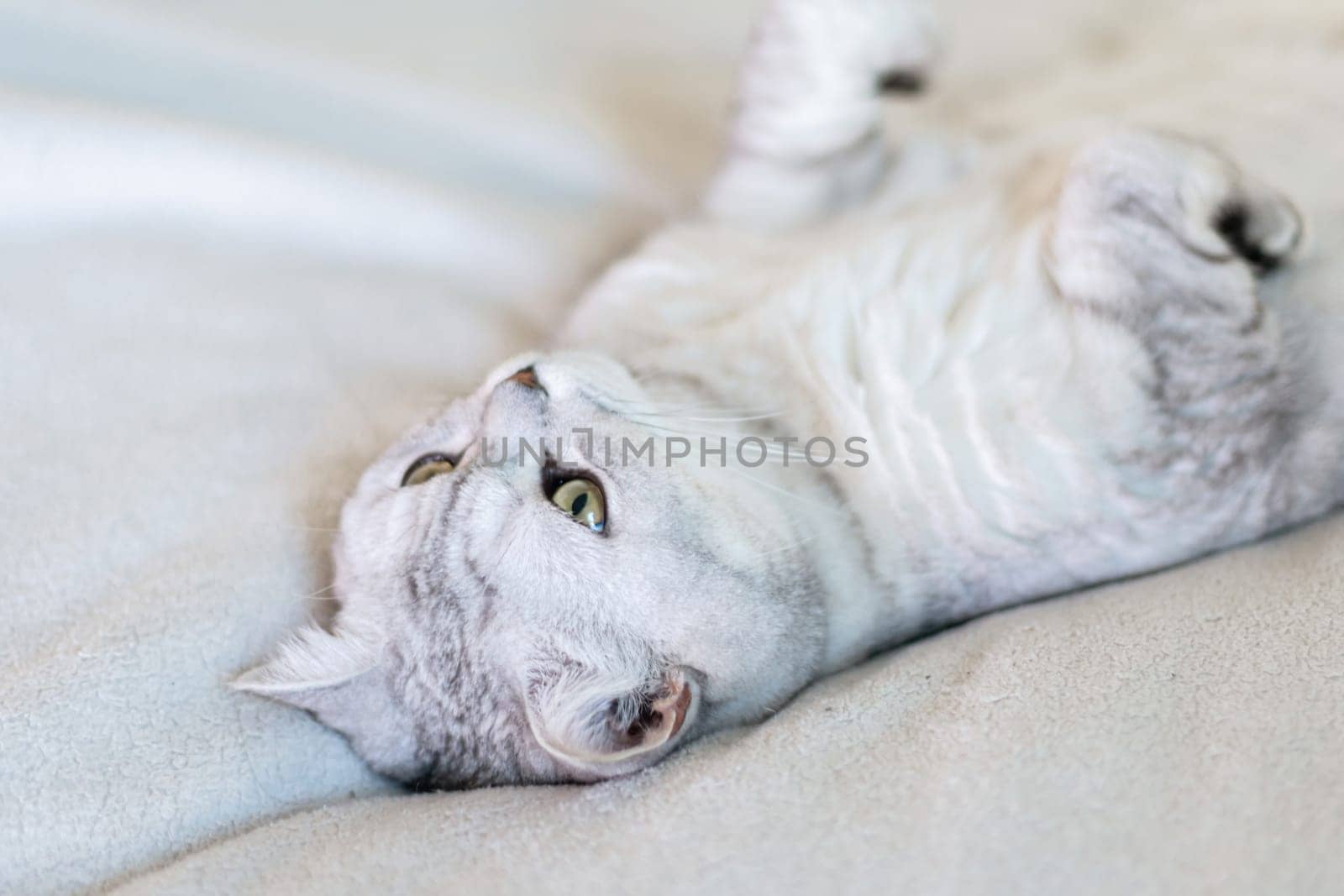 Scottish straight cat lies on his back. Cat upside down. Close up white cat face. Favorite pets, cat food. by Matiunina