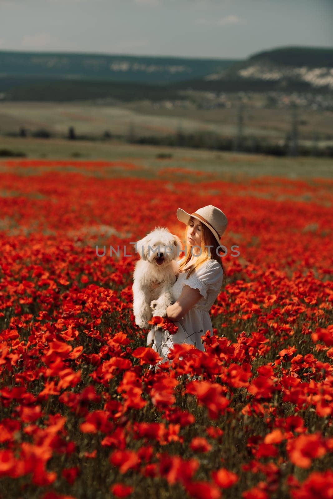 Field of poppies woman dog. Happy woman in a white dress and hat stand with her back through a blooming field of poppy with a white dog. Field of blooming poppies