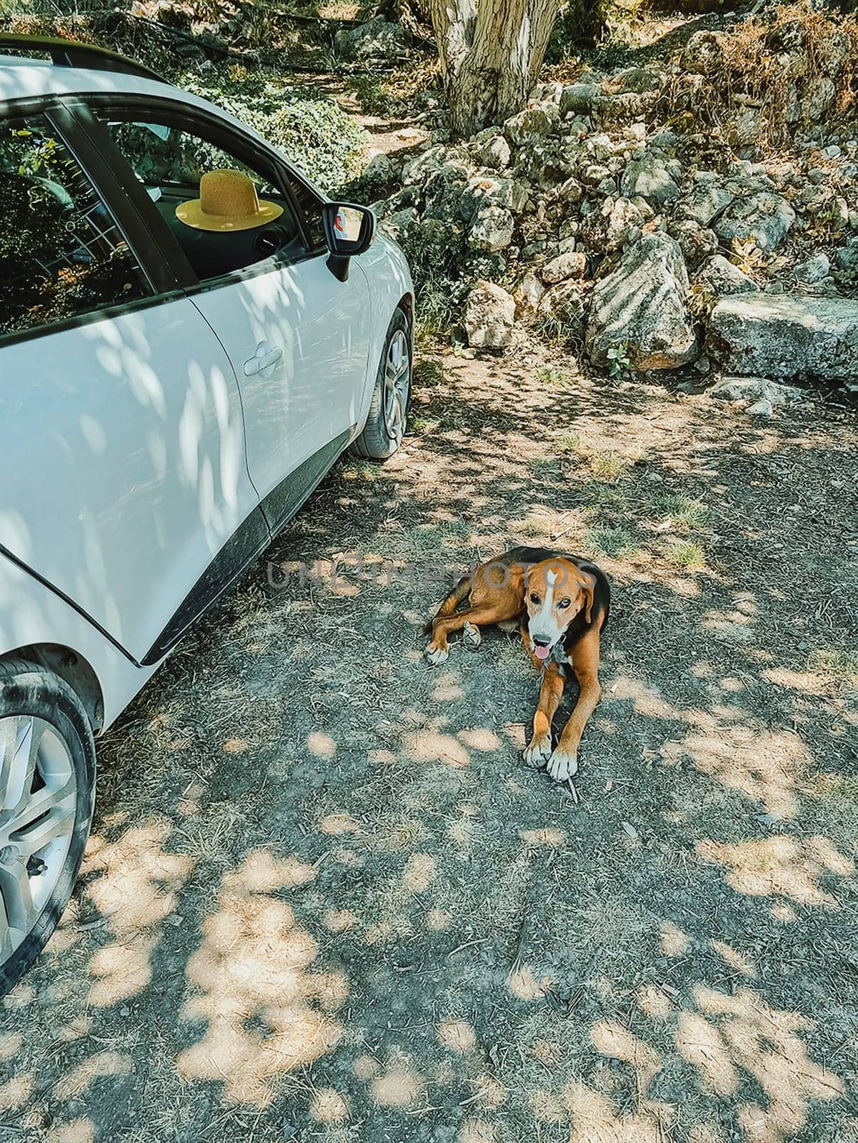 vertical photo of stray dog lying on ground in shade of tree near a white car. Young lonely cute white and brown stray dog. soft focus. by Leoschka
